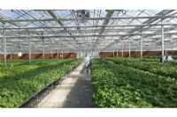 溫室陽光板8mm、10mm陽光板價格透明